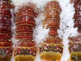 How-to-Buy-The-Best-Frozen-Lobster-in-Singapore